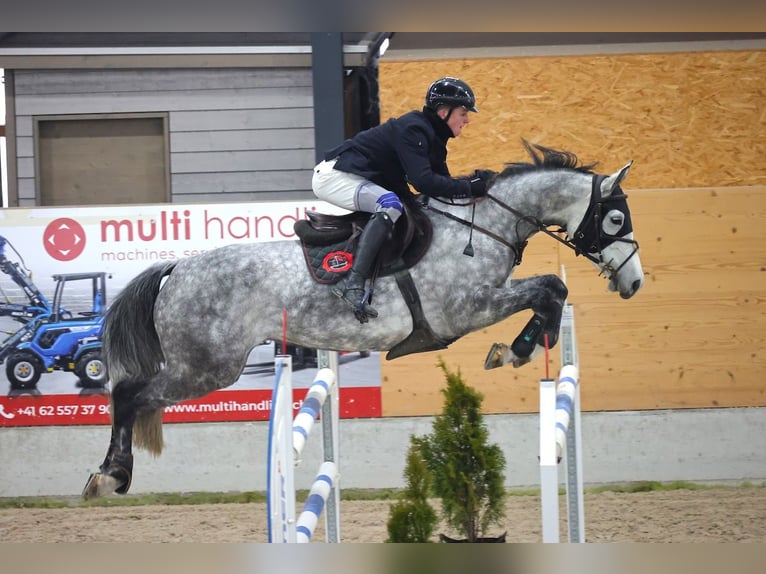 Oldenburg-International (OS) Mare 8 years Grey in St. Josefen