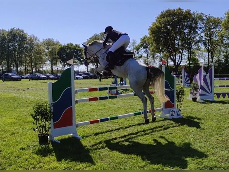 Oldenburg-International (OS) Mare 9 years 15,2 hh Gray-Fleabitten in Spahnharrenstätte