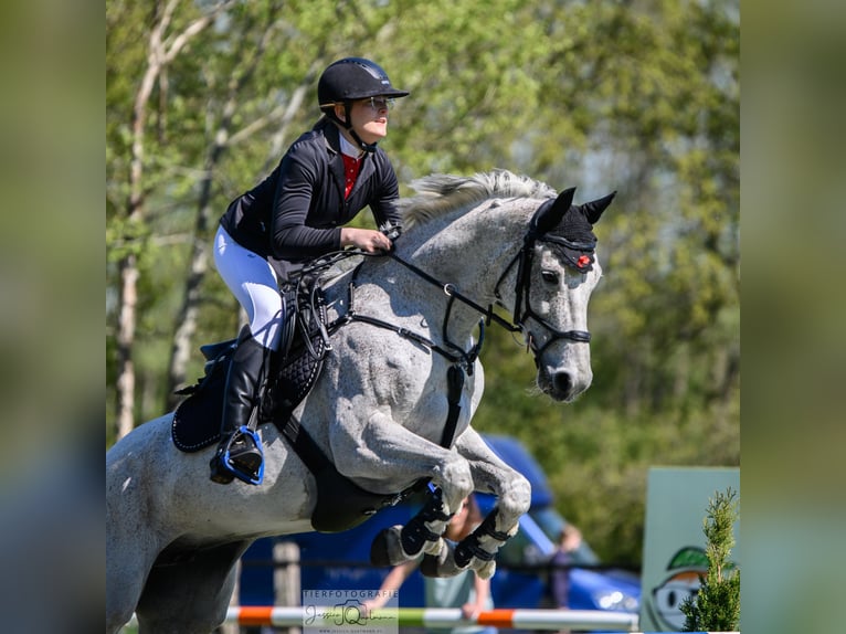 Oldenburg-International (OS) Mare 9 years 15,2 hh Gray-Fleabitten in Spahnharrenstätte