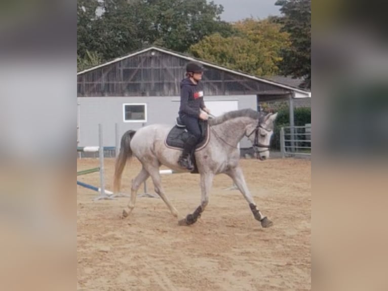 Oldenburg-International (OS) Mare 9 years 15,2 hh Gray-Fleabitten in Spahnharrenstätte