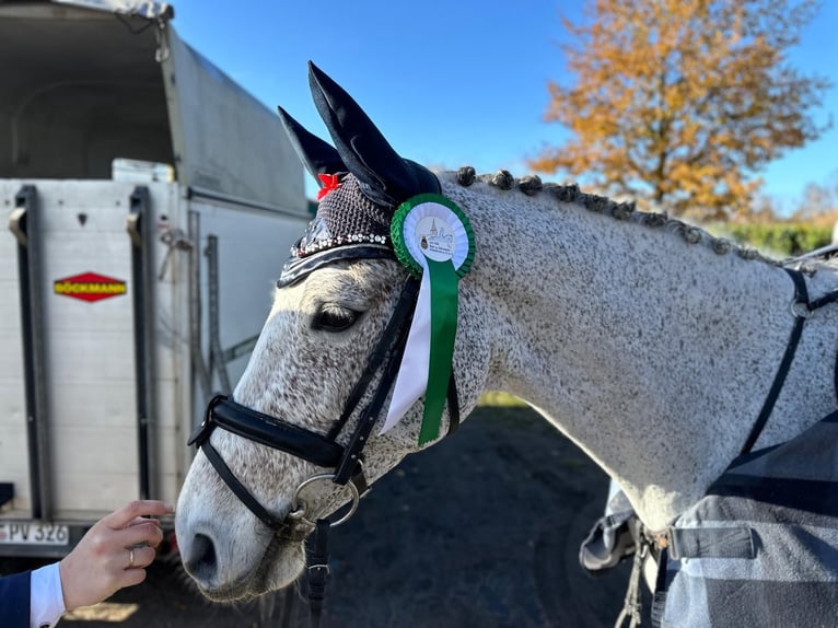 Oldenburg-International (OS) Mare 9 years 15,2 hh Gray-Fleabitten in Spahnharrenstätte
