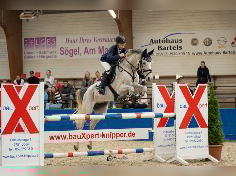 Oldenburg-International (OS) Mare 9 years 15,2 hh Gray-Fleabitten in Spahnharrenstätte