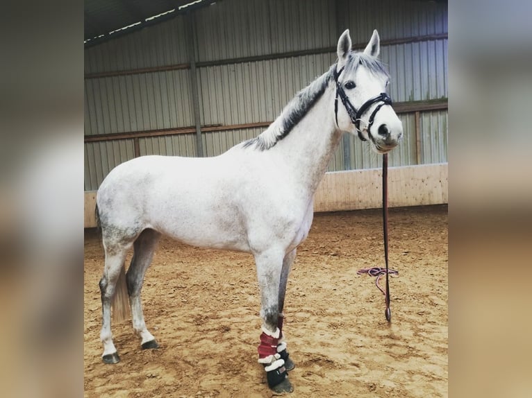 Oldenburg-International (OS) Mare 9 years 15,2 hh Gray-Fleabitten in Spahnharrenstätte