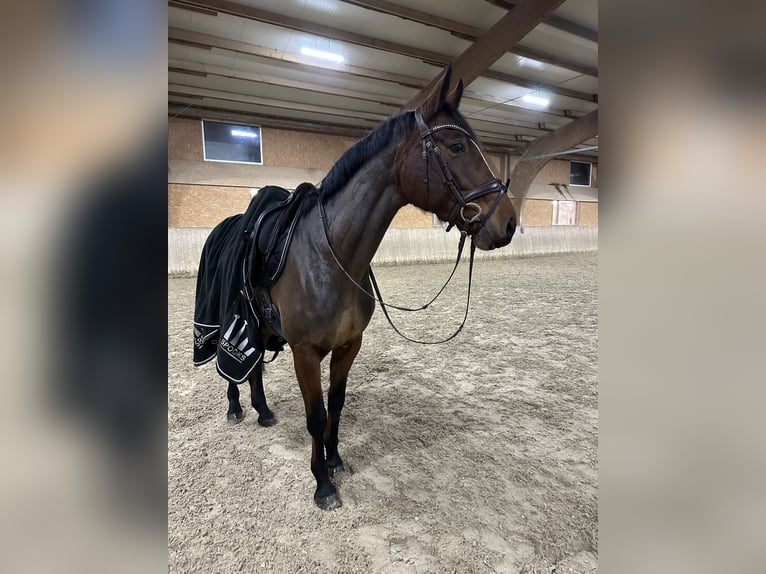 Oldenburg-International (OS) Mare 9 years 15,3 hh Brown in Dettighofen