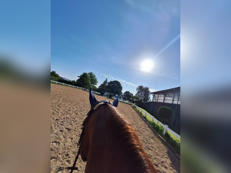 Oldenburg-International (OS) Mare 9 years 15,3 hh Chestnut-Red in Schönberg