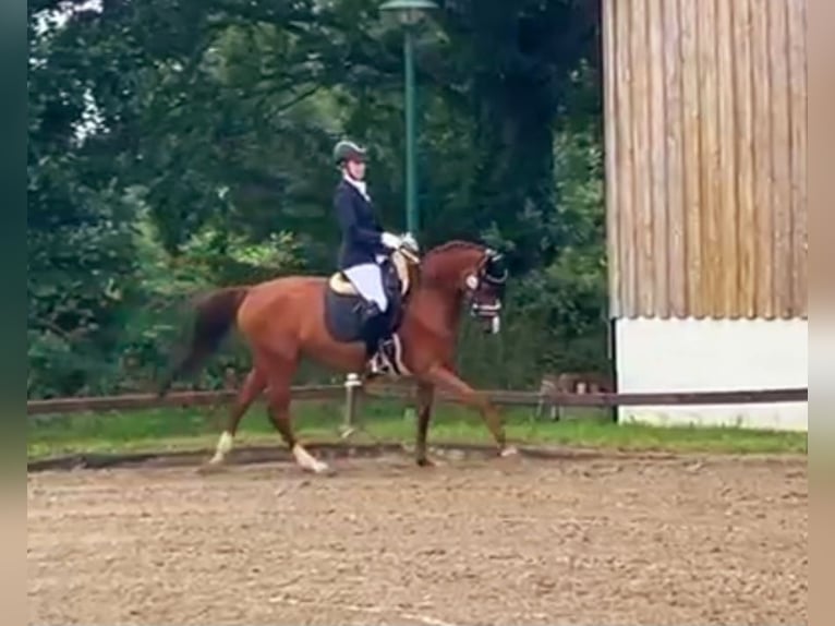 Oldenburg-International (OS) Mare 9 years 15,3 hh Chestnut-Red in Schönberg