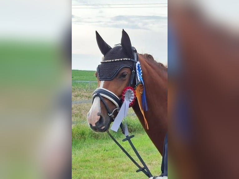 Oldenburg-International (OS) Mare 9 years 15,3 hh Chestnut-Red in Schönberg