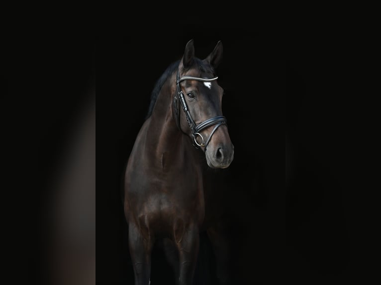 Oldenburg-International (OS) Mare 9 years 15,3 hh Smoky-Black in Am Ettersberg