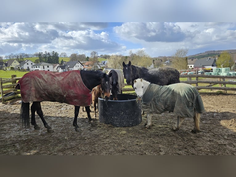 Oldenburg-International (OS) Mare 9 years 16.1 hh Bay-Dark in Wenden