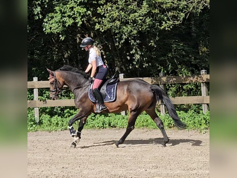 Oldenburg-International (OS) Mare 9 years 16.1 hh Bay-Dark in Wenden