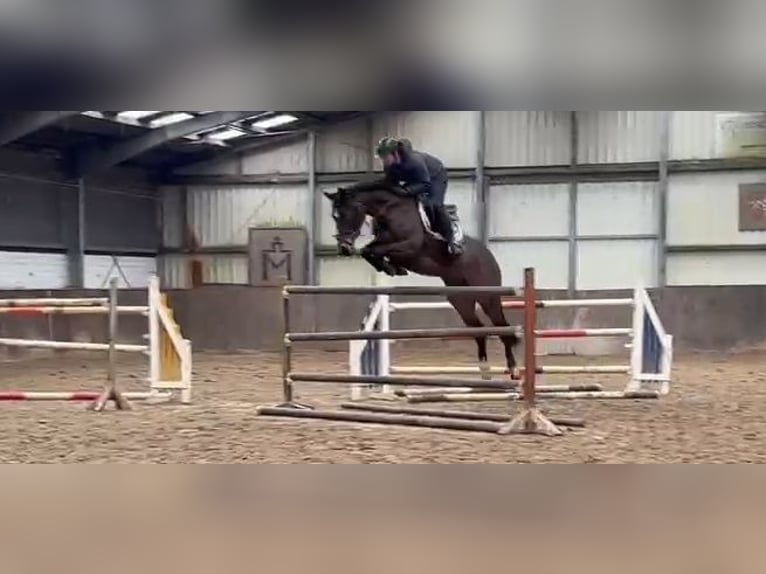 Oldenburg-International (OS) Mare 9 years 16.1 hh Bay-Dark in Lübtheen