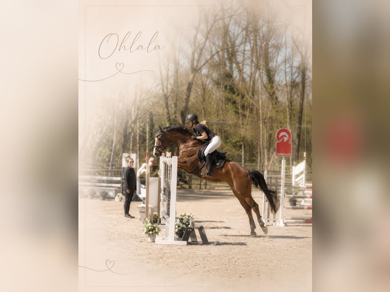 Oldenburg-International (OS) Mare 9 years 16.1 hh Brown in Gevelsberg