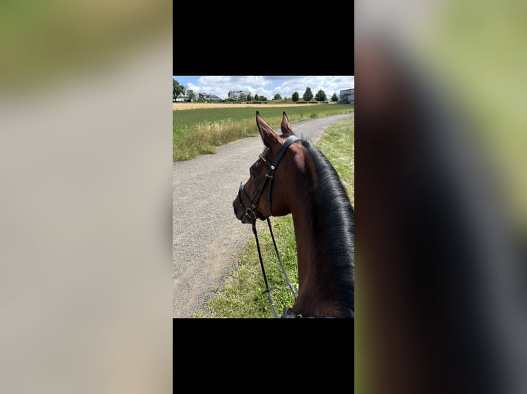 Oldenburg-International (OS) Mare 9 years 16.1 hh Brown in Palzem