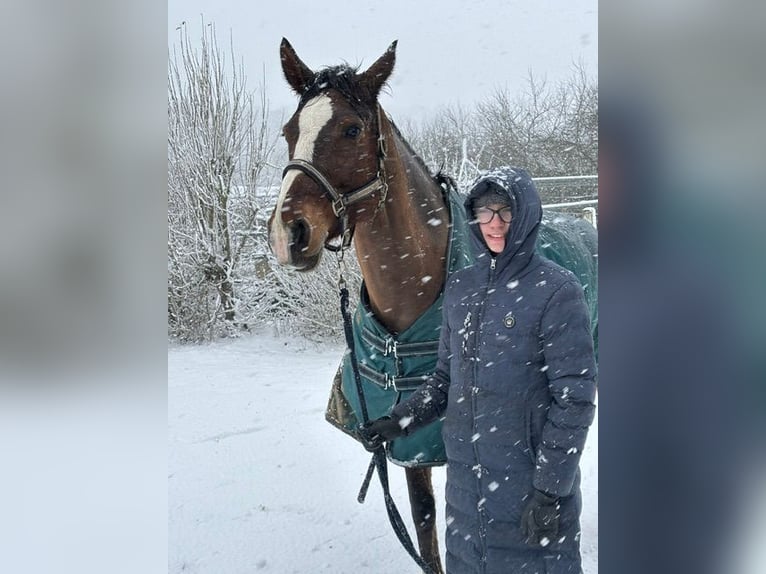 Oldenburg-International (OS) Mare 9 years 16.1 hh Brown in Cremlingen