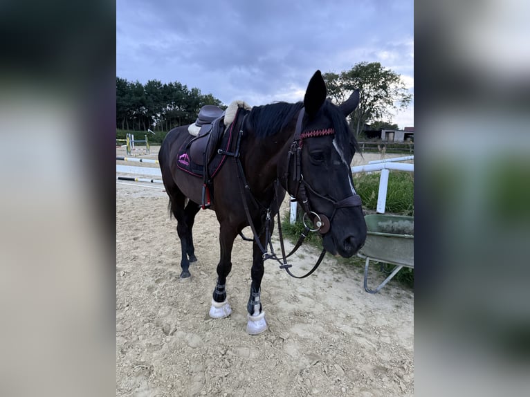 Oldenburg-International (OS) Mare 9 years 16.2 hh Black in Berlin
