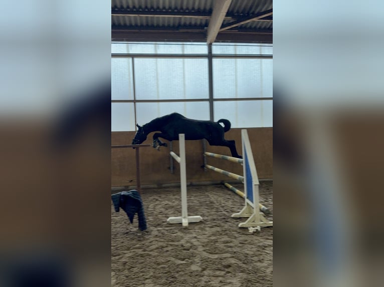 Oldenburg-International (OS) Mare 9 years 16.2 hh Black in Berlin