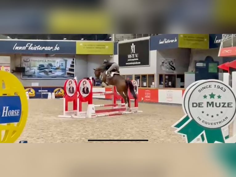 Oldenburg-International (OS) Mare 9 years 16,3 hh Bay-Dark in Forville