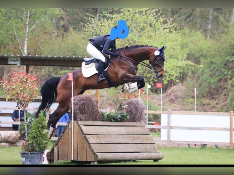 Oldenburg-International (OS) Mare 9 years 16 hh Bay-Dark in Wenden