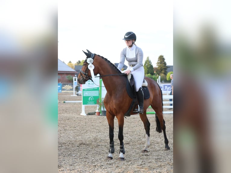 Oldenburg-International (OS) Mare 9 years 16 hh Bay-Dark in Borstel