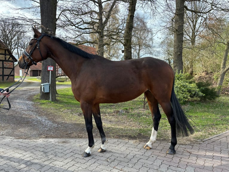 Oldenburg-International (OS) Mare 9 years 16 hh Bay-Dark in Borstel