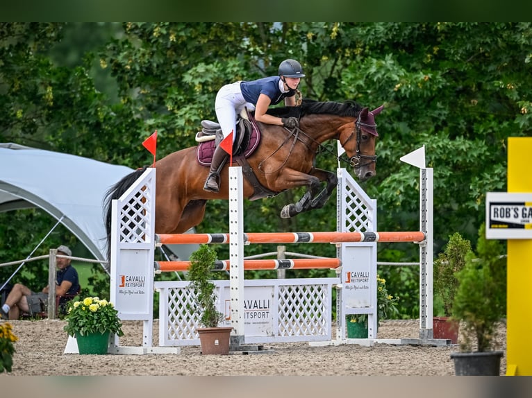 Oldenburg-International (OS) Mare 9 years 16 hh Brown in Wil SG