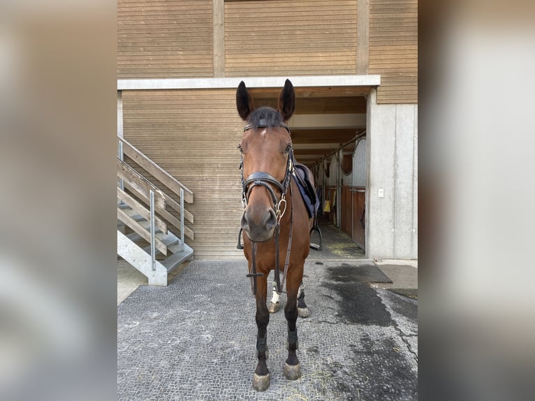 Oldenburg-International (OS) Mare 9 years 16 hh Brown in Wil SG