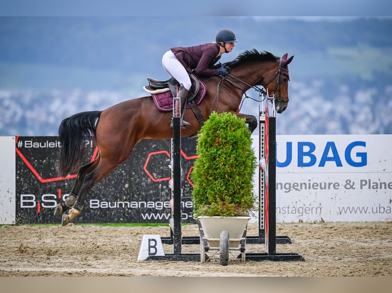 Oldenburg-International (OS) Mare 9 years 16 hh Brown in Wil SG