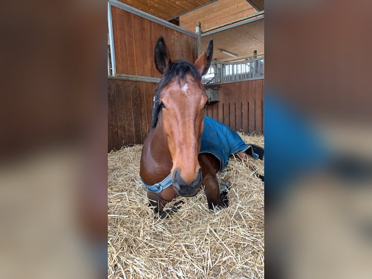Oldenburg-International (OS) Mare 9 years 16 hh Brown in Wil SG