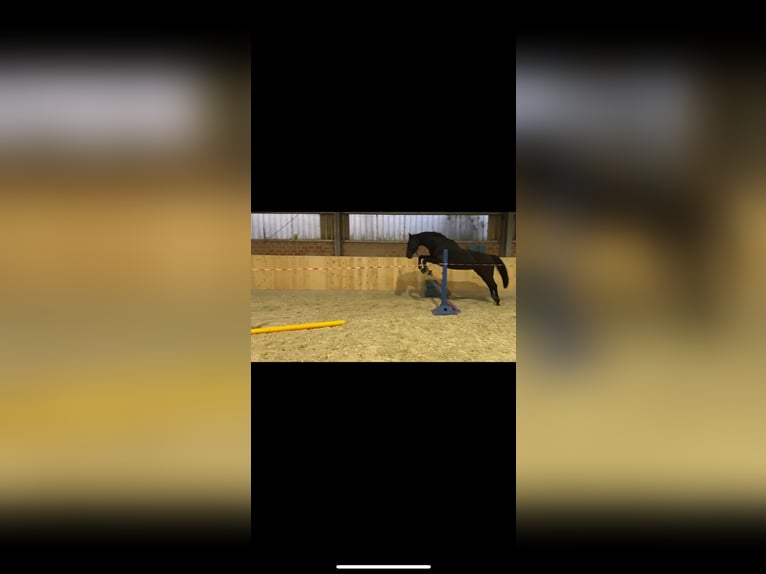 Oldenburg-International (OS) Mare 9 years 16,1 hh Black in Alsdorf