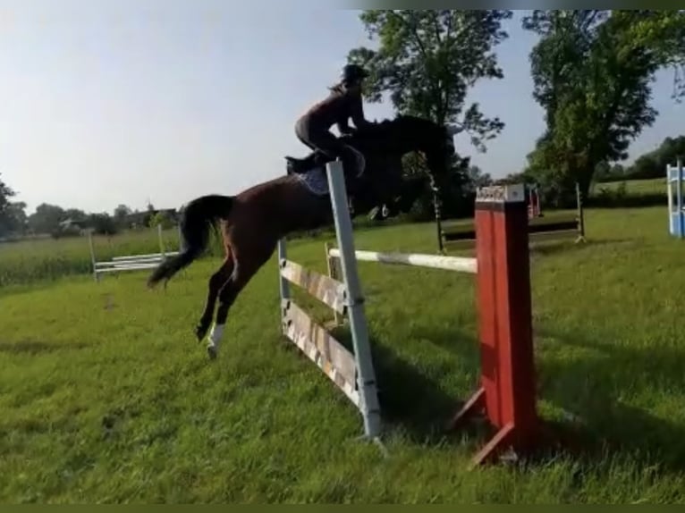 Oldenburg-International (OS) Mare 9 years 16,1 hh Brown in Hatten