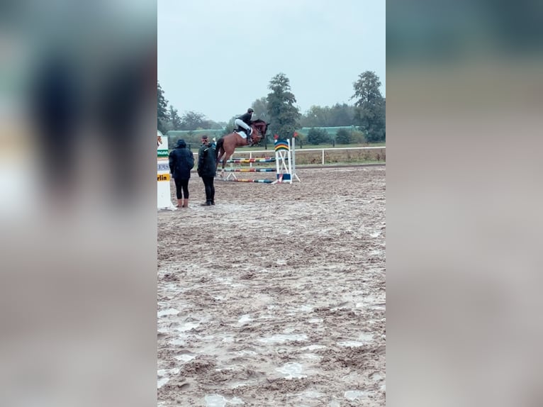 Oldenburg-International (OS) Mare 9 years 16,1 hh Brown in Hatten