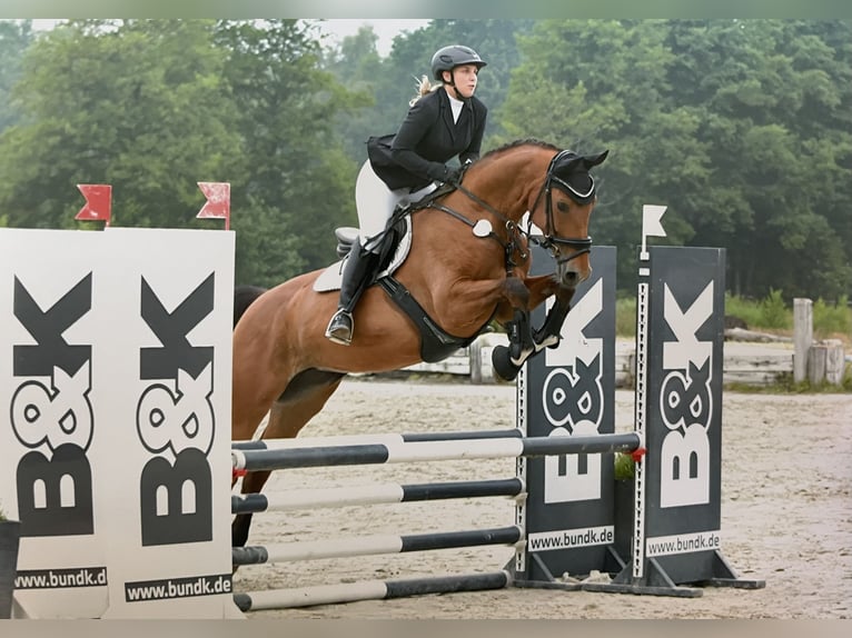 Oldenburg-International (OS) Mare 9 years 16,1 hh Brown in Hatten