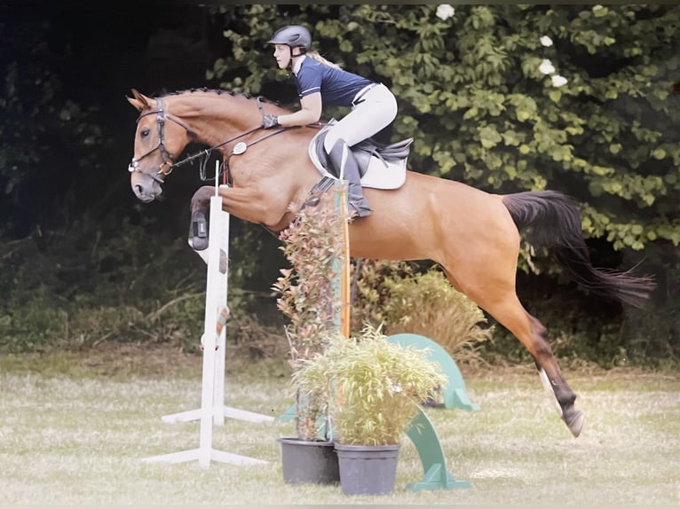 Oldenburg-International (OS) Mare 9 years 16,1 hh Brown in Hatten
