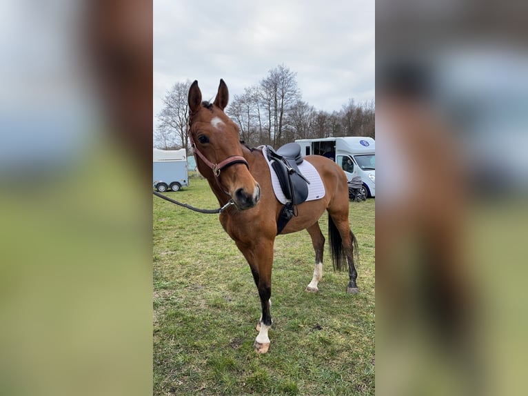 Oldenburg-International (OS) Mare 9 years 16,1 hh Brown in Hatten