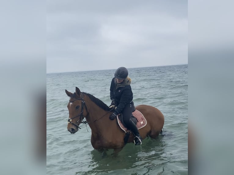 Oldenburg-International (OS) Mare 9 years 16,1 hh Brown in Hatten