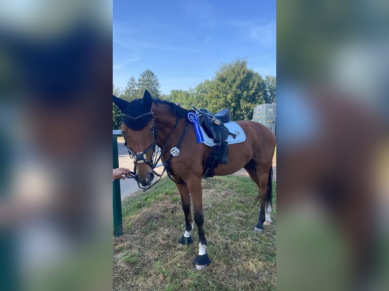 Oldenburg-International (OS) Mare 9 years 16,1 hh Brown in Hatten
