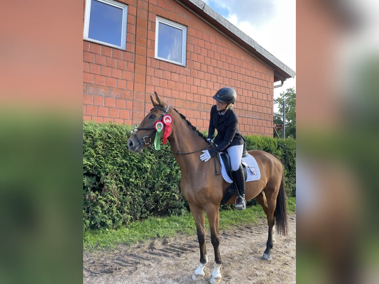 Oldenburg-International (OS) Mare 9 years 16,1 hh Brown in Hatten