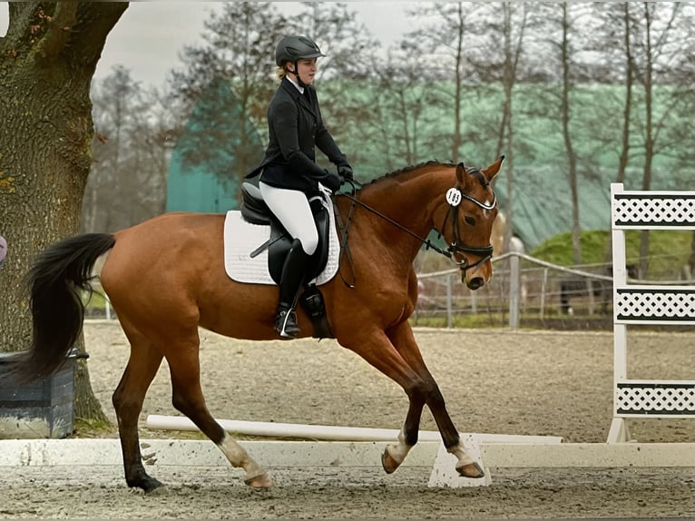 Oldenburg-International (OS) Mare 9 years 16,1 hh Brown in Hatten