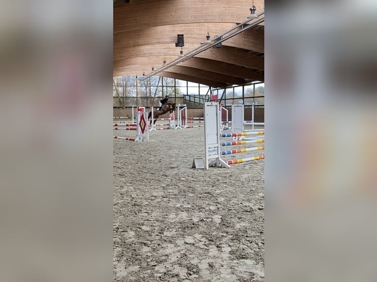 Oldenburg-International (OS) Mare 9 years 16,1 hh Brown in Hatten