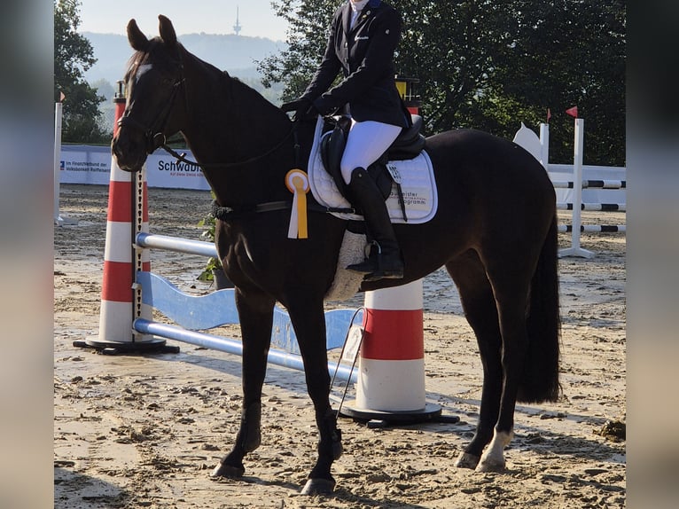 Oldenburg-International (OS) Mare 9 years 16,1 hh Smoky-Black in Rheine