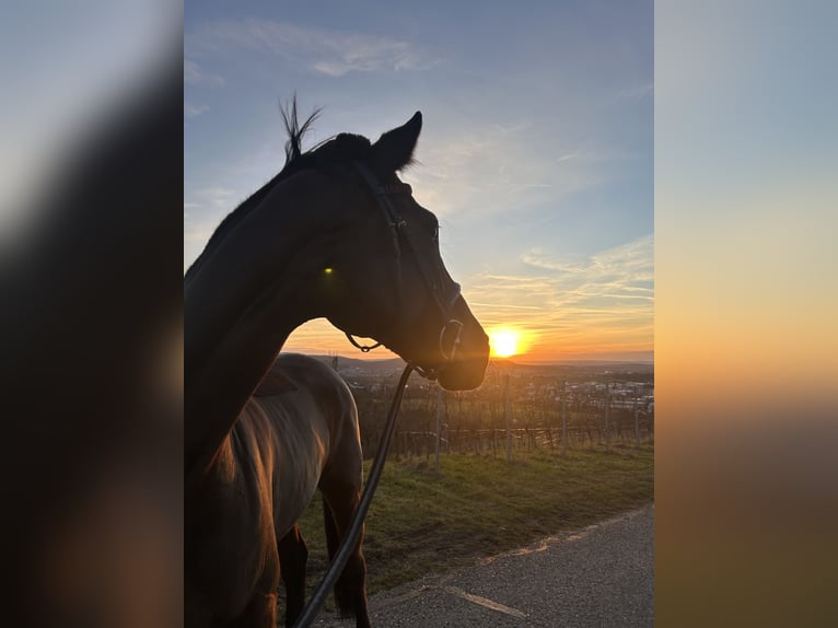 Oldenburg-International (OS) Mare 9 years 16,2 hh Bay-Dark in Mutlangen