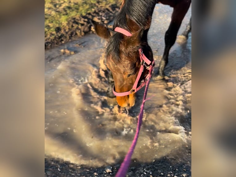 Oldenburg-International (OS) Mare 9 years 16,2 hh Bay-Dark in Mutlangen