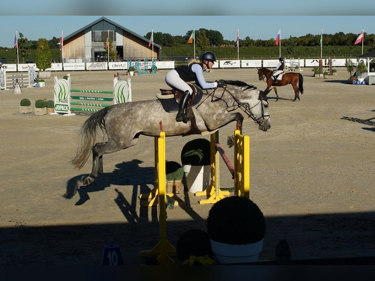 Oldenburg-International (OS) Mare 9 years 16,3 hh Gray in Herten