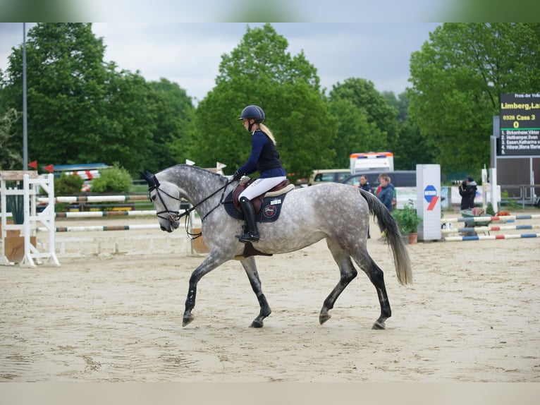 Oldenburg-International (OS) Mare 9 years 16,3 hh Gray in Herten