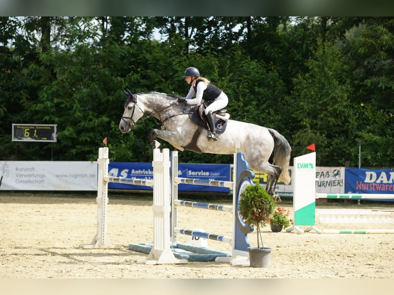 Oldenburg-International (OS) Mare 9 years 16,3 hh Gray in Herten