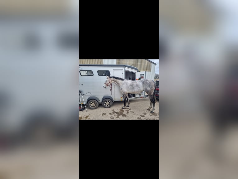 Oldenburg-International (OS) Mare 9 years 16,3 hh Grey-Dapple in Westerkappeln