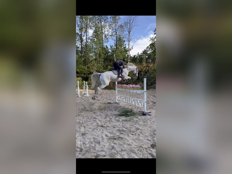 Oldenburg-International (OS) Mare 9 years 17 hh White in Sannidal