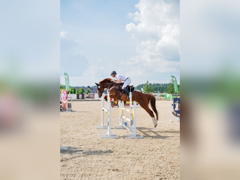 Oldenburg-International (OS) Mare 9 years Chestnut in Vilnius
