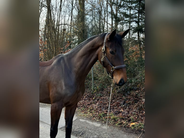 Oldenburg-International (OS) Mare 9 years  in Murg