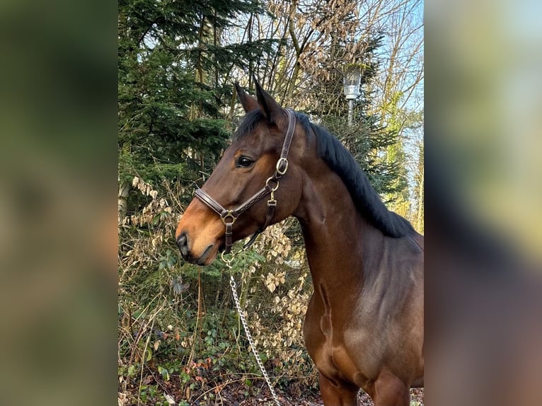 Oldenburg-International (OS) Mare 9 years  in Murg